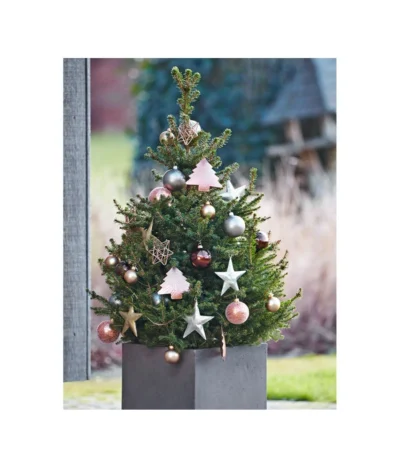 Weihnachtsbaum - Zwerg-Fichte 'Little Santa®' -Haus Pflanzen Welt 8997280 PR MO 005 PiceaLittleSanta5L