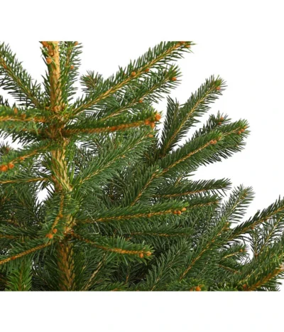 Stech-Fichte, Ca. 60-80 Cm, Im Topf Gewachsen 7 Stech-Fichte, Ca. 60-80 Cm, Im Topf Gewachsen -Haus Pflanzen Welt 8997504 WE DE 003 PiceaPungensFichte60 80DehnerExpressHerzig