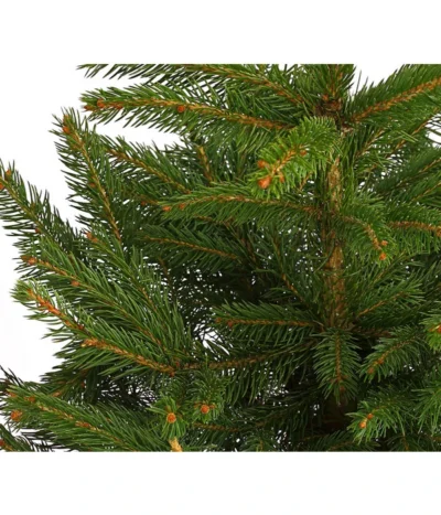 Stech-Fichte, Ca. 40-60 Cm, Im Topf Gewachsen -Haus Pflanzen Welt 8997512 WE DE 003 PiceaPungensFichte40 60DehnerExpressHerzig