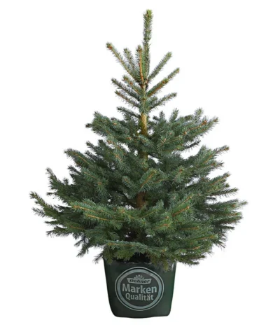 Stech-Fichte, Ca. 80-100 Cm, Im Topf Gewachsen