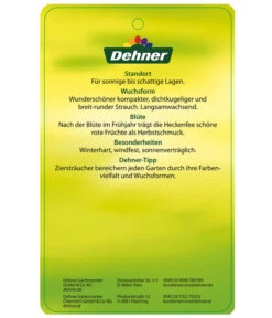 Stechpalme 'Heckenfee' -Haus Pflanzen Welt AmerikanischerIlexHeckenfee Etikett 2