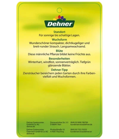 Stechpalme 'Heckenstar' 9 Stechpalme 'Heckenstar' -Haus Pflanzen Welt AmerikanischerIlexHeckenstar Etikett 2