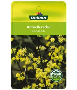 Kornelkirsche - Cornus Mas -Haus Pflanzen Welt KornelkirscheCornusmas Etikett 1
