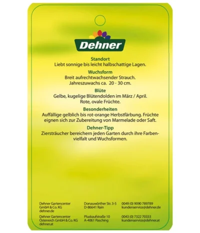 Kornelkirsche - Cornus Mas 13 Kornelkirsche - Cornus Mas -Haus Pflanzen Welt KornelkirscheCornusmas Etikett 2