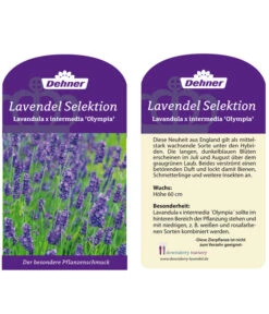 Lavendel 'Olympia' -Haus Pflanzen Welt LavendelOlympia