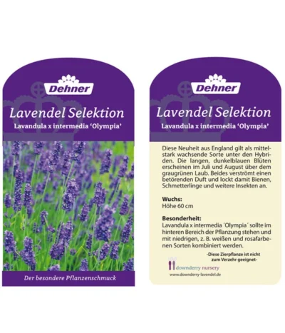 Lavendel 'Olympia' -Haus Pflanzen Welt LavendelOlympia