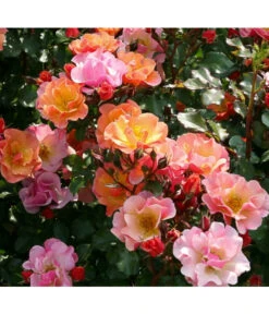 Bodendeckerrose 'Jazz®' -Haus Pflanzen Welt PlatzhalterJazz