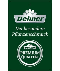 Schmetterlingsorchidee - Phalaenopsis Cultivars 'Umbrella', Verschiedene Sorten -Haus Pflanzen Welt PremiumPhalaenopsis Phala 04052016 1 1