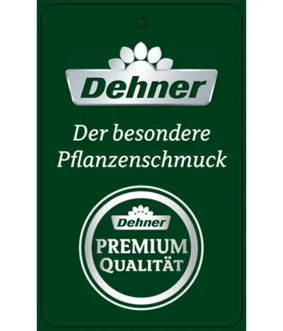 Schmetterlingsorchidee - Phalaenopsis Cultivars 'Twister' 22 Schmetterlingsorchidee - Phalaenopsis Cultivars 'Twister' -Haus Pflanzen Welt PremiumPhalaenopsis Phala 04052016 1