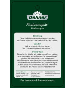 Schmetterlingsorchidee - Phalaenopsis Cultivars 'Umbrella', Verschiedene Sorten -Haus Pflanzen Welt PremiumPhalaenopsis Phala 04052016 2 1