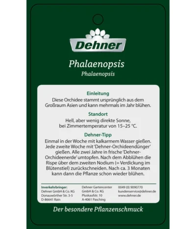 Schmetterlingsorchidee - Phalaenopsis Cultivars 'Umbrella', Verschiedene Sorten -Haus Pflanzen Welt PremiumPhalaenopsis Phala 04052016 2 1