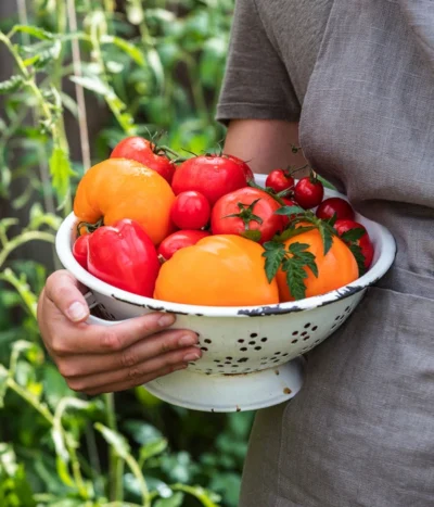 Tomate 'Garance' 12 Tomate 'Garance' -Haus Pflanzen Welt WE MO 001 Ernte Tomate 05