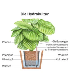 Afrikanische Feige - Ficus Cyathistipula, Hydrokultur -Haus Pflanzen Welt WE MO Hydrokultur Hydropflanze Grafik 12