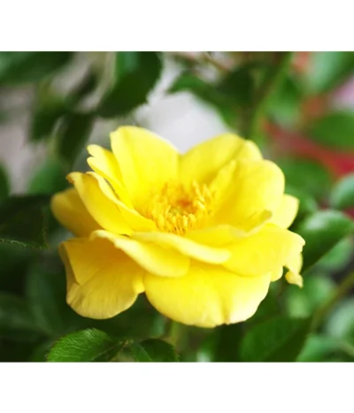 Bodendeckerrose 'Yellow Fairy®'