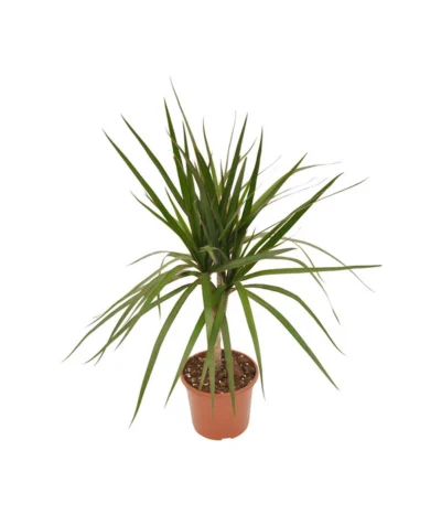 Zimmerpflanzen-Set Drachenhöhle, 4-teilig -Haus Pflanzen Welt X008221137 BildFS 001 DrachenbaumSortenmixDracaenaMix