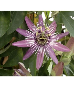 Passionsblume, Sonderfarben 5 Passionsblume, Sonderfarben -Haus Pflanzen Welt X008251886 BildFS 001 BlauePassionsblumePassifloraCaerulea