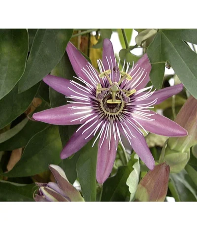 Passionsblume, Sonderfarben -Haus Pflanzen Welt X008251886 BildFS 001 BlauePassionsblumePassifloraCaerulea