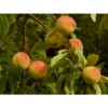 Pfirsich-Aprikose 'Pfirsicose®' -Haus Pflanzen Welt peaches 8985 1920